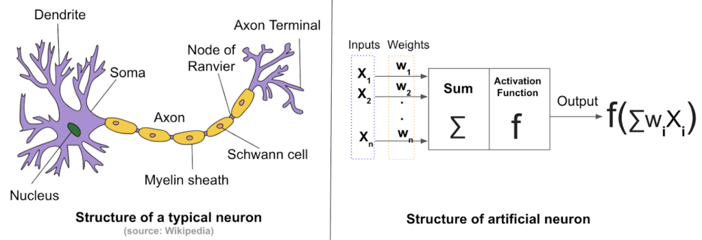 Artificial neural networks seek to mimic the function of biological neural networks Real vs artificial neurons