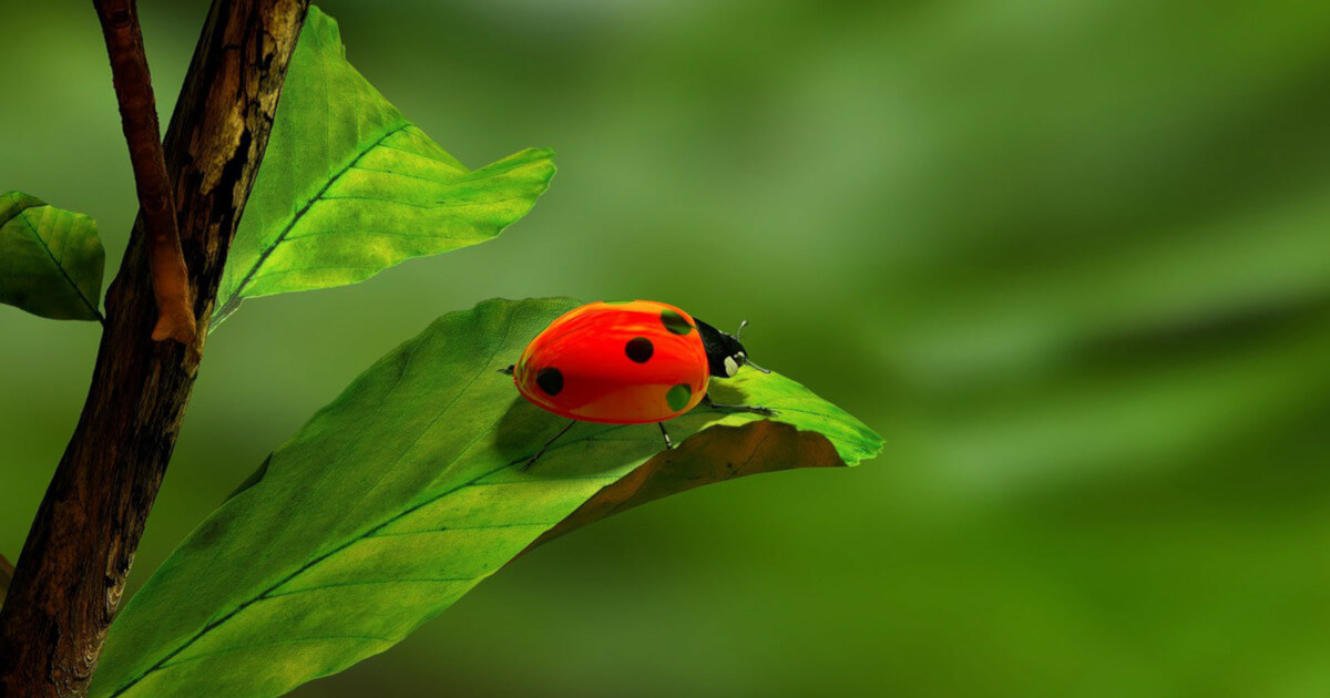 Windows DLL Relocation and Perl