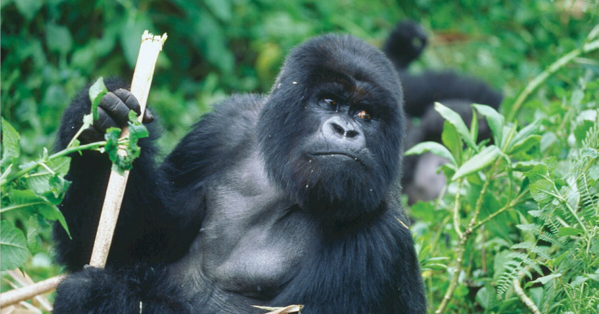 Creating a Web App Using the Golang Gorilla Web Toolkit